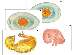 Модель-аппликация "Развитие птицы и млекопитающего (человека)" (ламинированная) - fgospostavki.ru - Рязань