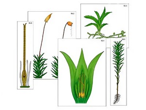 Модель-аппликация "Размножение мха" (ламинированная) - fgospostavki.ru - Рязань
