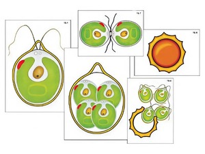 Модель-аппликация "Размножение одноклеточной водоросли" (ламинированная) - fgospostavki.ru - Рязань