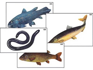 Модель-аппликация "Разнообразие низших и высших хордовых" (ламинированная) - fgospostavki.ru - Рязань