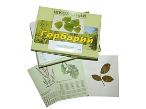 Гербарий "Дикорастущие растения" (30 видов, с иллюстрациями) - fgospostavki.ru - Рязань