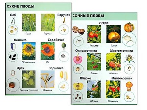 Коллекция "Семена и плоды" - fgospostavki.ru - Рязань