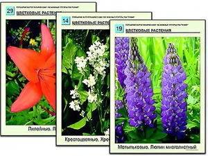 Гербарий фотографический "Основные группы растений" - fgospostavki.ru - Рязань