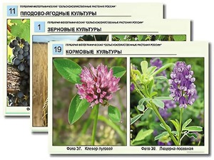 Гербарий фотографический "Сельскохозяйственные растения России" - fgospostavki.ru - Рязань
