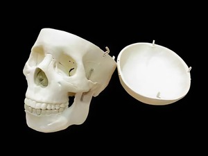 Модель "Череп человека" - fgospostavki.ru - Рязань