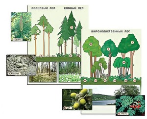 Гербарий фотографический "Растительные сообщества. Лес" (раздаточный) - fgospostavki.ru - Рязань