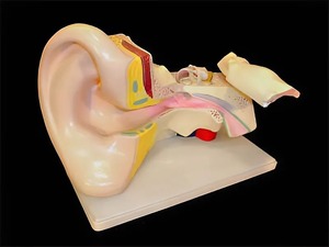 Модель уха - fgospostavki.ru - Рязань