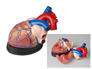 Модель сердца в разрезе (демонстрационная) - fgospostavki.ru - Рязань