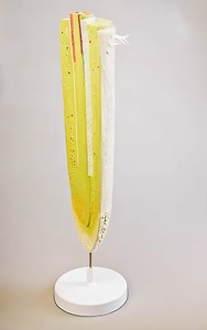 Модель строения корня - fgospostavki.ru - Рязань