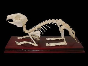 Скелет кролика - fgospostavki.ru - Рязань