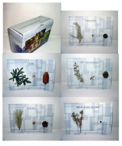 Коллекция "Голосеменные растения" - fgospostavki.ru - Рязань