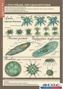Комплект таблиц. Биология 7 класс. Животные. - fgospostavki.ru - Рязань