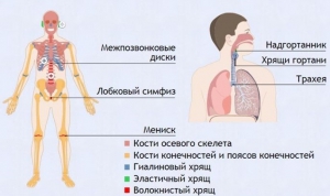 Интерактивные курсы. Биология 9 класс. Базовый. - fgospostavki.ru - Рязань
