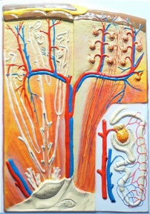 Модель барельефная "Почка" (макро-микростроение) - fgospostavki.ru - Рязань