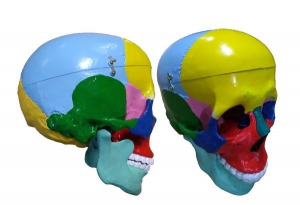 Модель "Череп" (с раскрашенными костями) - fgospostavki.ru - Рязань