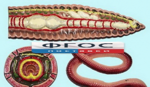 Модель барельефная "Внутреннее строение дождевого червя" - fgospostavki.ru - Рязань