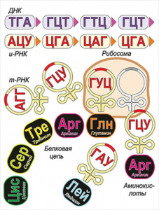 Модель-аппликация Биосинтез белка - fgospostavki.ru - Рязань
