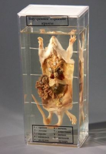 Влажный препарат "Внутреннее строение крысы" - fgospostavki.ru - Рязань