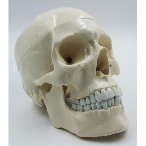 Модель "Череп" (белый) - fgospostavki.ru - Рязань