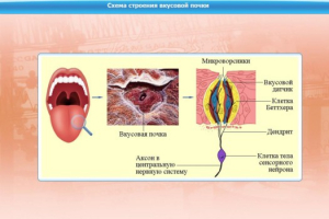 Интерактивные курсы. Биология 10 класс. Расширенный. - fgospostavki.ru - Рязань