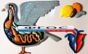 Модель барельефная "Внутреннее строение голубя" - fgospostavki.ru - Рязань