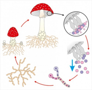 Модель-аппликация Размножение шляпочного гриба - fgospostavki.ru - Рязань