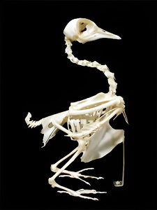 Скелет голубя - fgospostavki.ru - Рязань