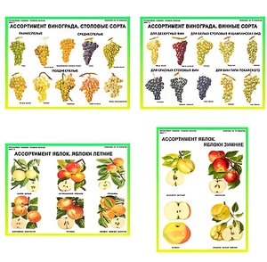 Плакаты ПРОФТЕХ "Ассортимент плодово-ягодных культур" (19 пл, винил, 70х100) - fgospostavki.ru - Рязань