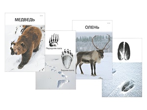 Комплект дидактических карточек "Следы на снегу" - fgospostavki.ru - Рязань