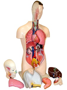 Торс человека разборный (42 см.) - fgospostavki.ru - Рязань