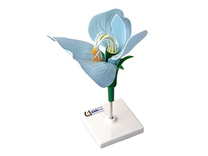 Модель цветка гороха - fgospostavki.ru - Рязань