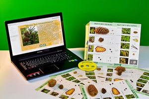 Коллекция натурально-интерактивная "Шишки, плоды, семена деревьев и кустарников" - fgospostavki.ru - Рязань