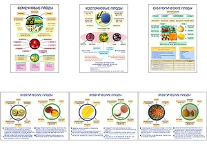 Плакаты ПРОФТЕХ "Плоды" (6 пл, винил, 70х100) - fgospostavki.ru - Рязань