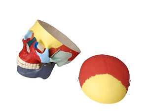 Модель "Череп человека с раскрашенными костями" - fgospostavki.ru - Рязань