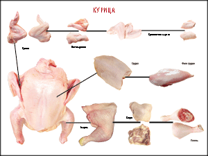 Таблица "Правила разделки мясных туш. Курица" (100х140 сантиметров, винил) - fgospostavki.ru - Рязань