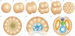 Модель-аппликация Размножение и развитие хордовых - fgospostavki.ru - Рязань