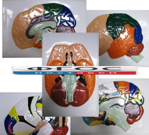 Модель барельефная "Доли, извилины, цитоархитектонические поля головного мозга" (5 планшетов) - fgospostavki.ru - Рязань