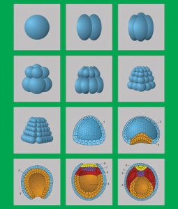 Модель-аппликация "Размножение и развитие хордовых" (набор из 12 карт) - fgospostavki.ru - Рязань