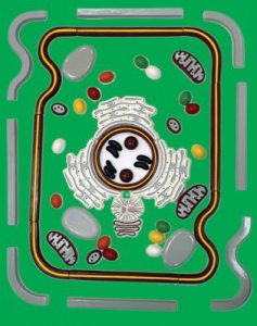 Модель-аппликация "Строение клетки" (набор из 54 пластмассовых фигур) - fgospostavki.ru - Рязань