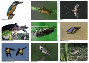 Комплект таблиц Природные зоны России. Сообщества (комплект 18 таблиц) - fgospostavki.ru - Рязань