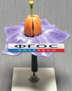 Модель "Цветок картофеля" - fgospostavki.ru - Рязань