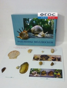 Коллекция "Раковины моллюсков" - fgospostavki.ru - Рязань