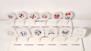 Модель "Митоз и мейоз клетки" - fgospostavki.ru - Рязань