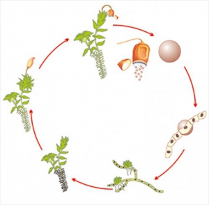 Модель-аппликация Размножение мха - fgospostavki.ru - Рязань
