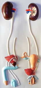 Модель барельефная "Мочевыделительная система" - fgospostavki.ru - Рязань