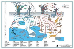 Комплект таблиц "Эволюция движений позвоночных животных" - fgospostavki.ru - Рязань