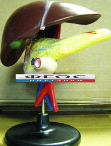 Модель "Печень". Вариант 2 - fgospostavki.ru - Рязань