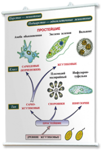 Плакаты по биологии для оформления кабинета. - fgospostavki.ru - Рязань