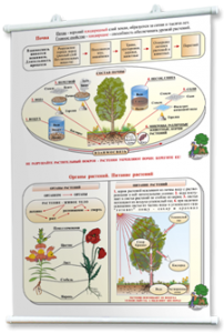 Плакаты по природоведению 2-3 классы. Для оформления кабинета. - fgospostavki.ru - Рязань