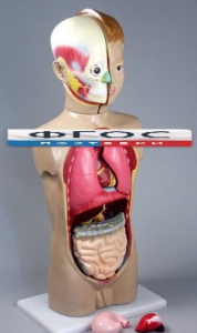 Модель Торс человека 65 сантиметров - fgospostavki.ru - Рязань